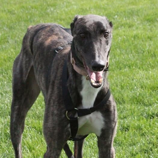 Andre, a dark brindle greyhound standing on the grass with his tongue out.