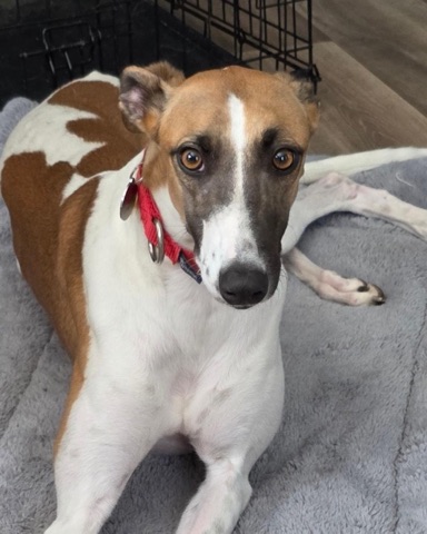 Haven, adopted greyhound