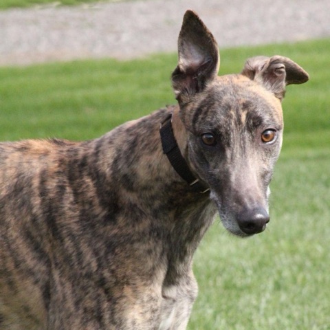 Tyler, adopted greyhound