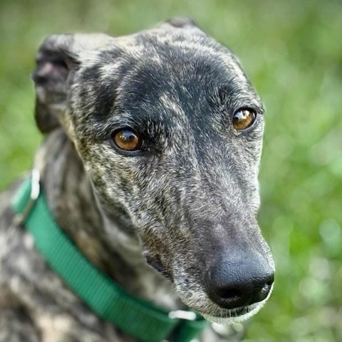 Piper, adopted greyhound