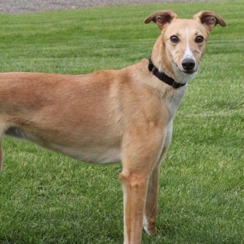 Diamond, adopted greyhound