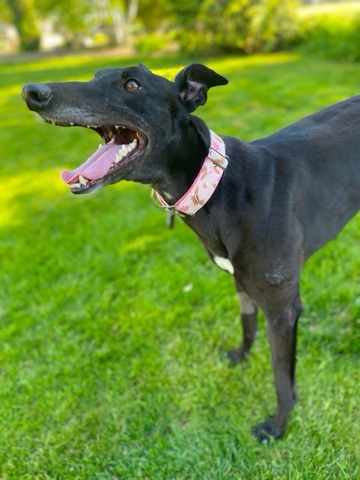 Serenity, adopted greyhound