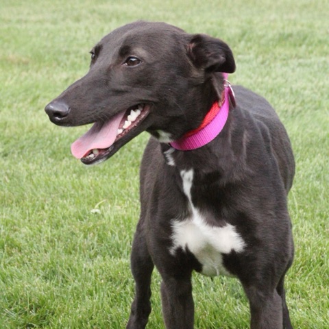 Luna, adopted greyhound