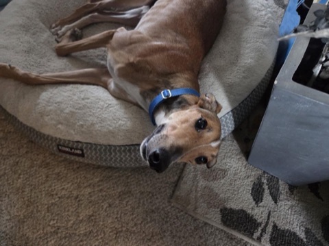 Jack, adopted greyhound