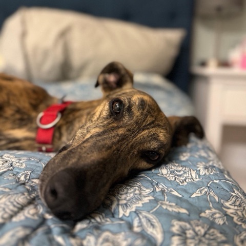 Remie, adopted greyhound