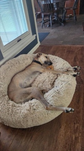Minnie, adopted greyhound