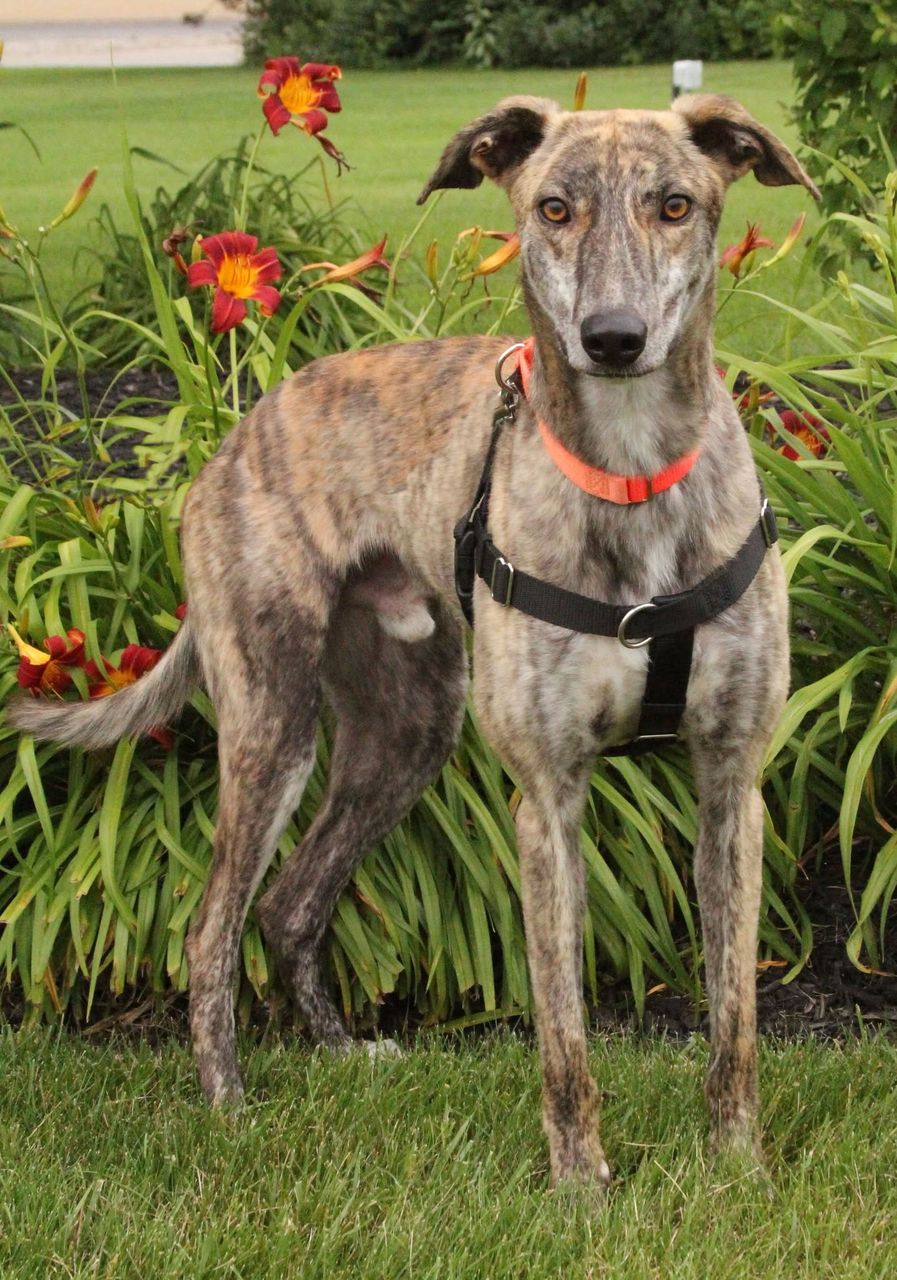 Shaker, a brindle greyhound mix with amber eyes, standing in front of orange daylilies.