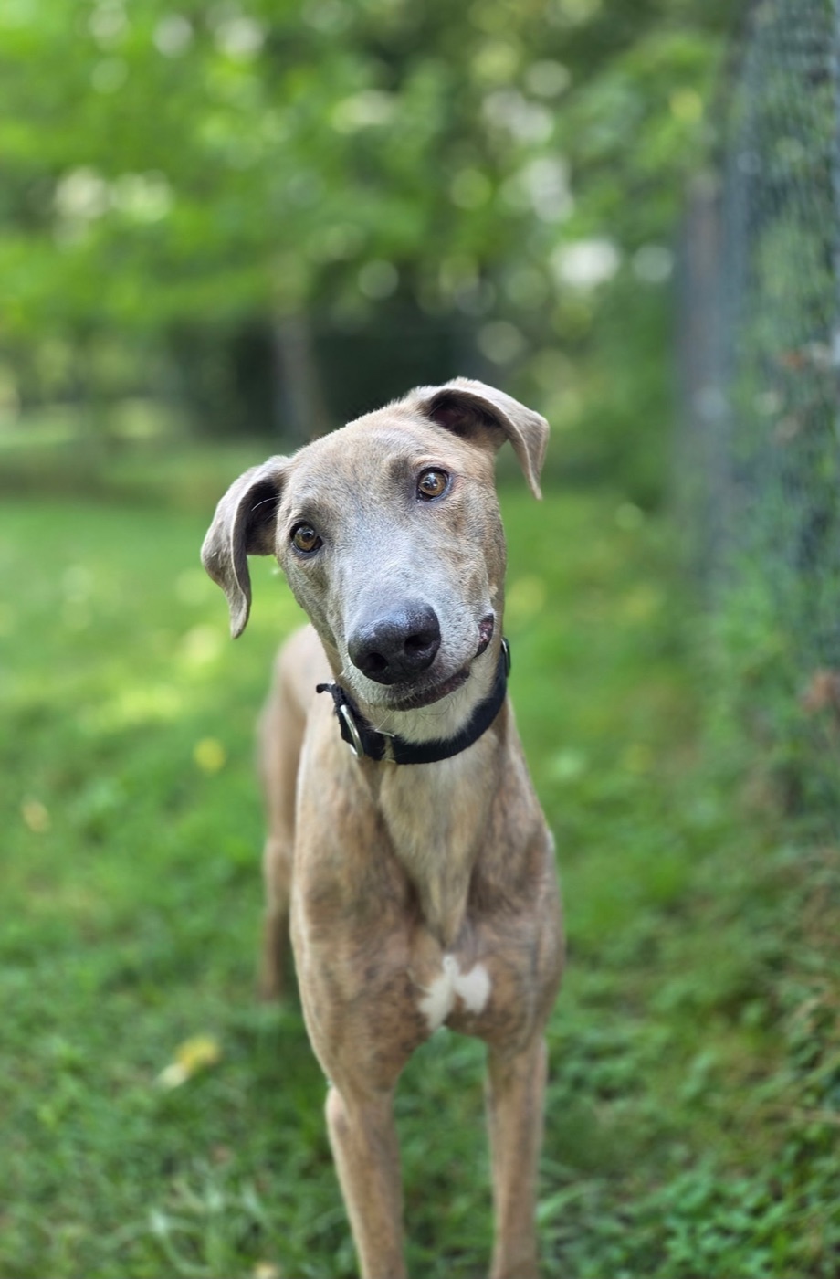 Pickles, a fawn brindle greyhound with soft floppy ears and a black collar, head tilted, standing in a grassy yard.