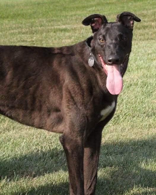 Burger, a dark brindle greyhound with a white chest patch, standing on the grass with his tongue out.