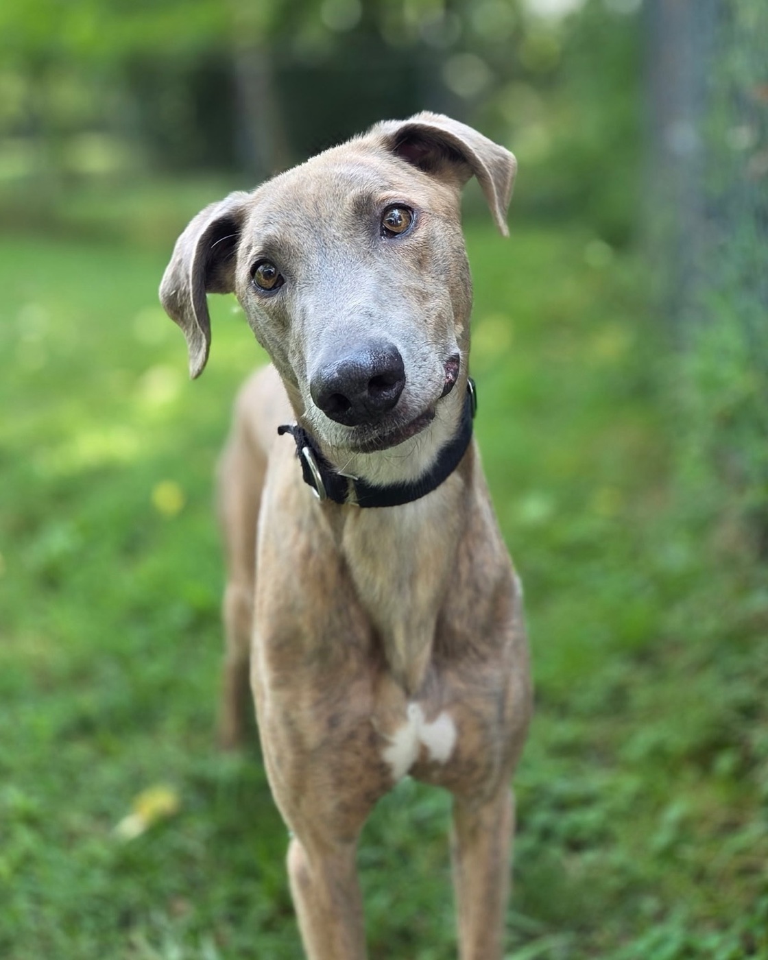 Pickles, a fawn brindle greyhound with soft floppy ears and a black collar, head tilted, standing in a grassy yard.