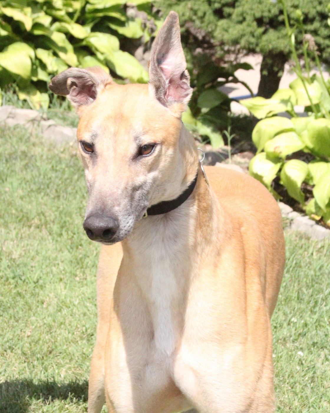 Auggie, a red-fawn greyhound with one ear standing up, in front of a garden of hostas.