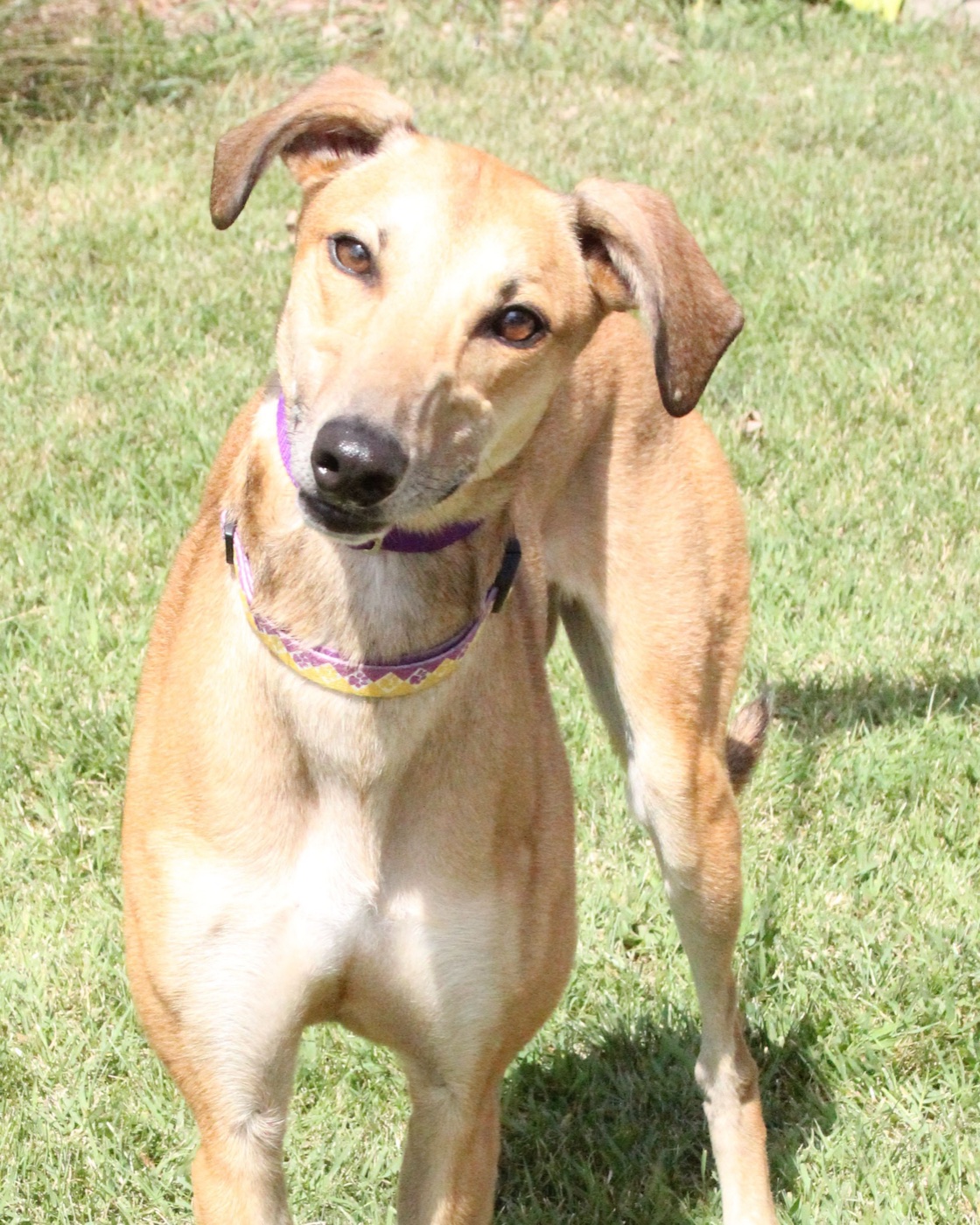 Honey, a light red-fawn greyhound mix in a purple collar, head tilted, standing on a sunny lawn.