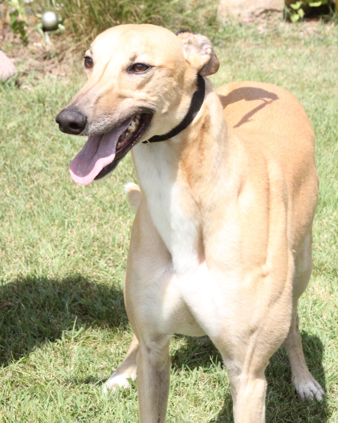Wine, a fawn greyhound with a big happy grin and his tongue out, standing on a sunny lawn.