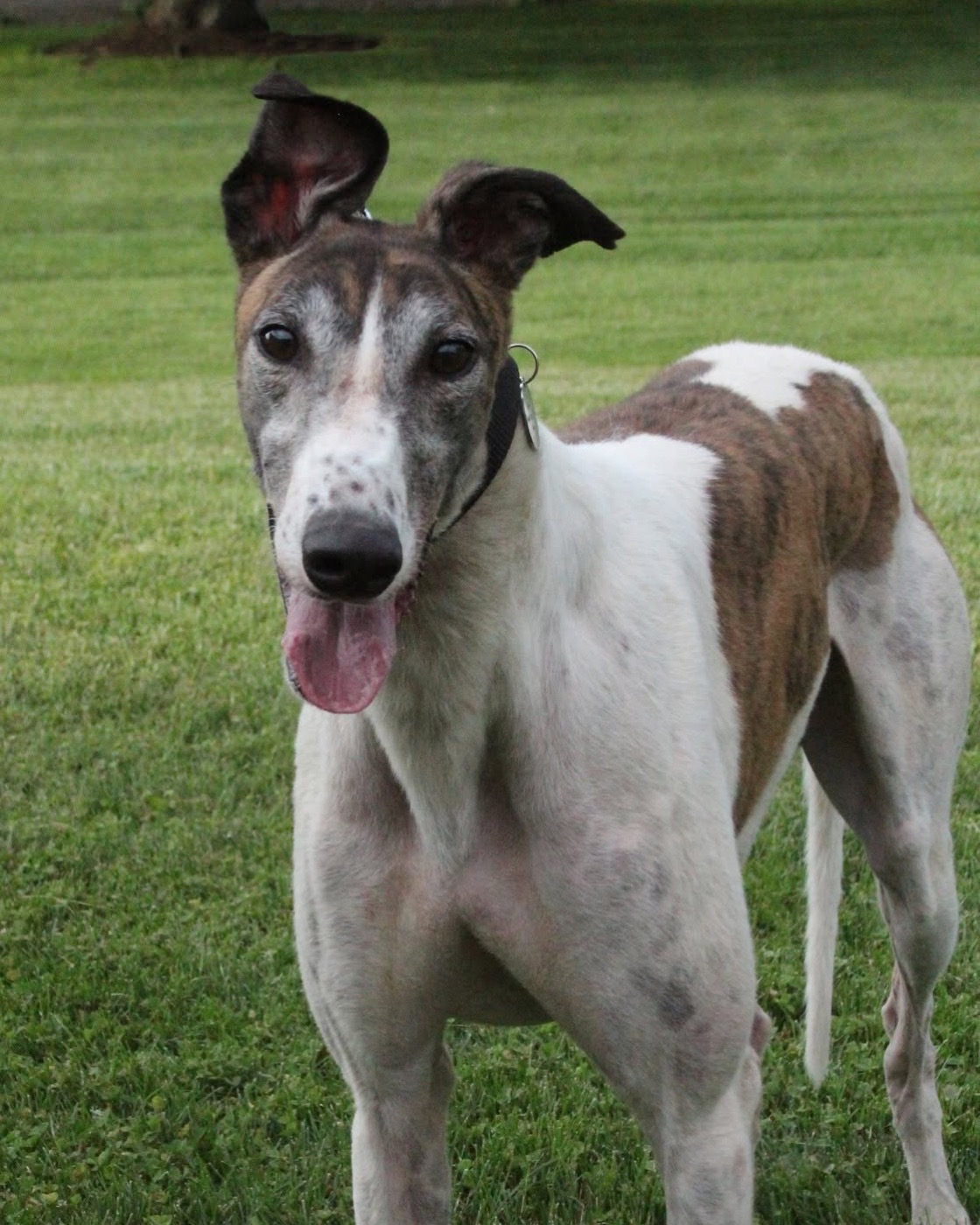 Hudson, a white and brindle greyhound with one ear up and his tongue out, standing on a green lawn.