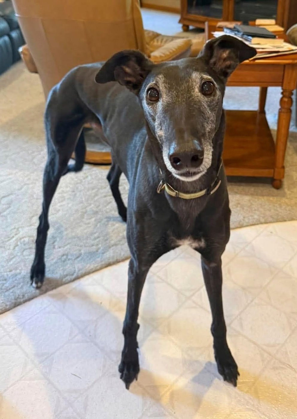 Jagger, a black greyhound with a greying muzzle and a pale collar, standing indoors and looking straight at the camera.