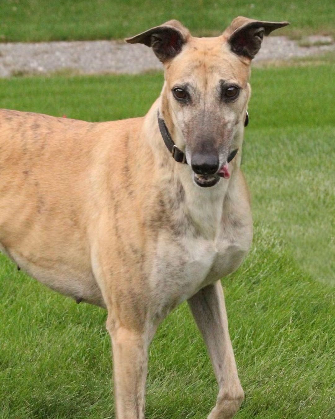 Columbia, a light brindle greyhound with dark-edged ears and a black collar, standing on a green lawn.