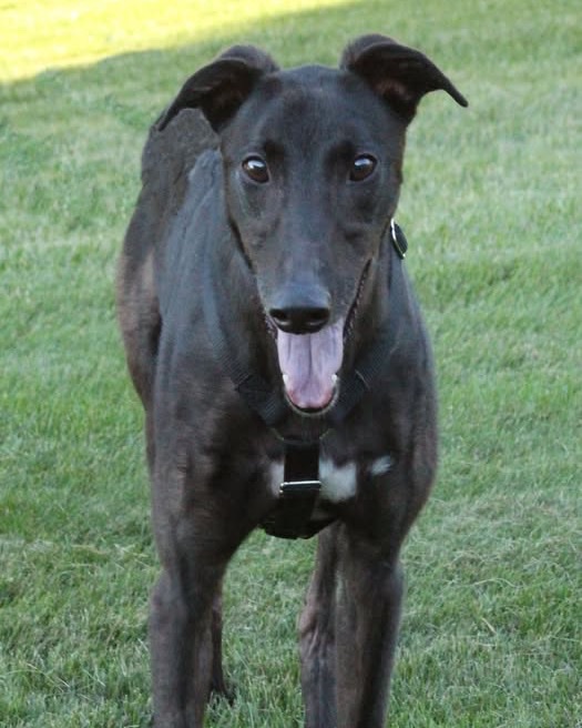 Mike, a black greyhound mix in a harness, standing on the grass with his mouth open in a happy grin.