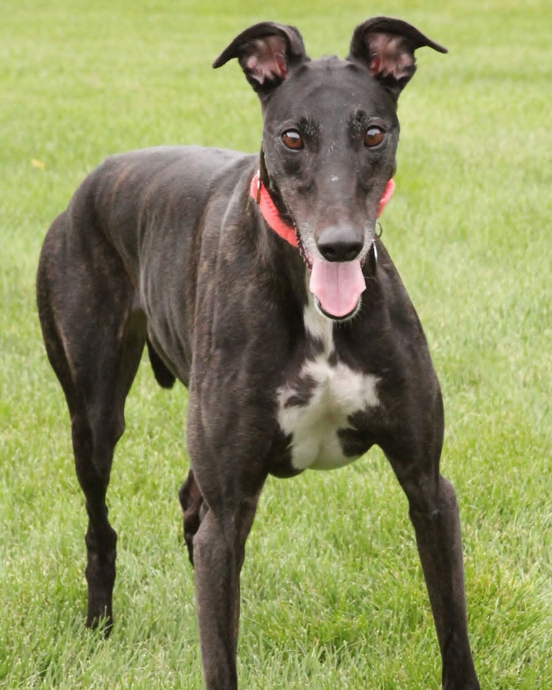Fancy, a dark brindle greyhound mix with a white chest and a coral collar, standing on a green lawn with her tongue out.
